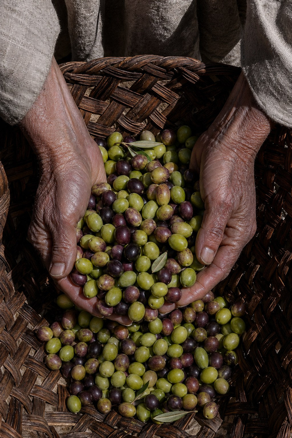 Artisan dans les oliveraies tunisiennes